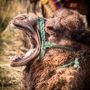 CAMELS